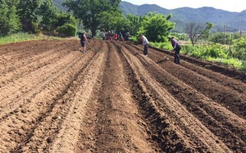 아랑자원봉사회와 함께 감자 심기 대작전 이미지
